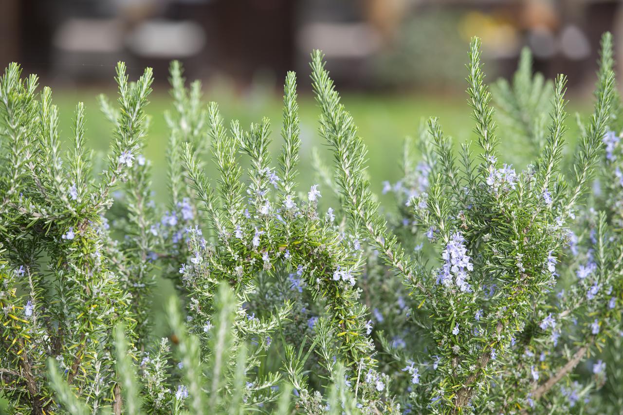 Agriturismo Poggio Corbello La Pesta ภายนอก รูปภาพ